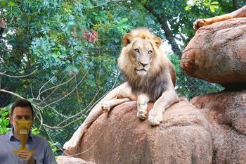 Neil Carberry (REC CEO) hiding from a lion.jpg